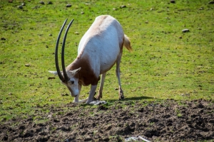 Oryx à cornes